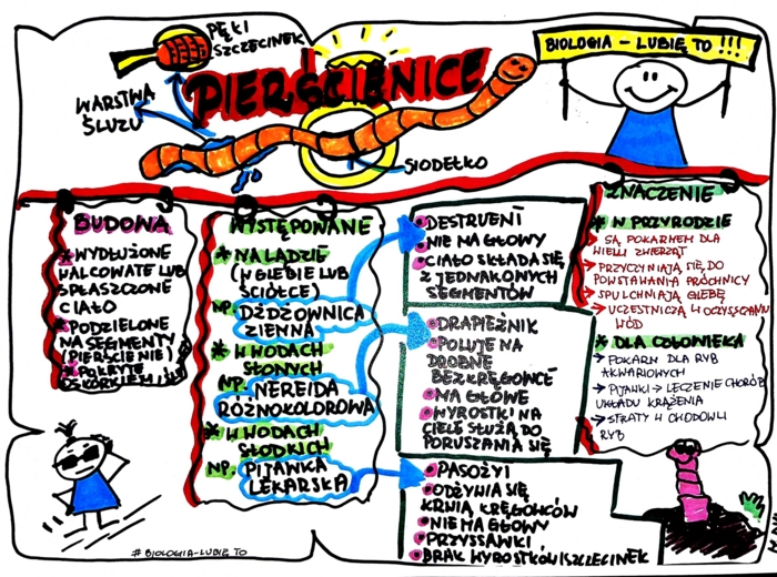 Klasa 6. Biologia. Pierścienice (karta pracy kolorowa)