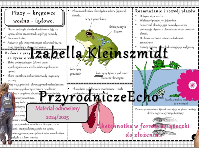 Sketchnotka/książeczka/notatka/wklejka/ściąga dla ucznia i przypomnienie dla nauczyciela/edukacja domowa. Temat „Płazy - kręgowce środowiska wodno-lądowego”. Materiał w pdf. Biologia 6, dział „Kręgowce zmiennocieplne”. Nowość 2024/2025.