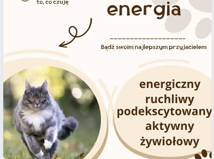 ROZUMIEM. CO CZUJĘ 20 kart z uczuciami i emocjami