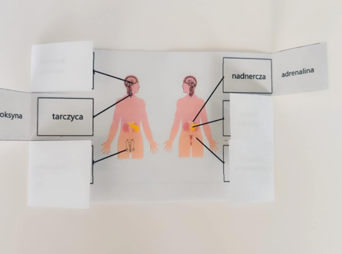 Układ hormonalny - okienkowa notatka