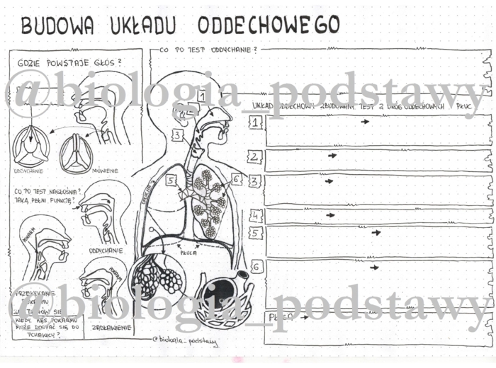 Klasa 7 - Budowa układu oddechowego - KP