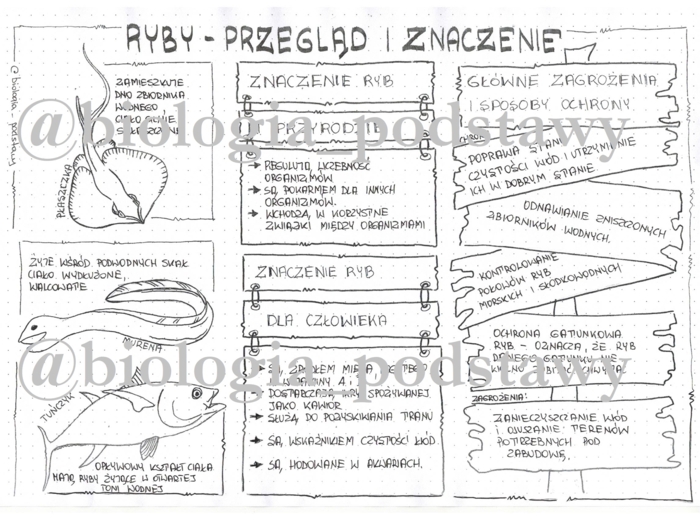 Klasa 6 - Ryby - przegląd i znaczenie - sketchnotka