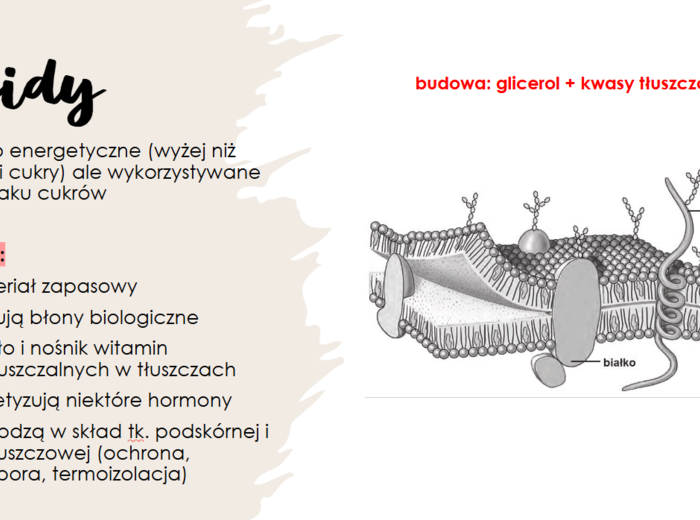 Układ pokarmowy KLASA 2 PODSTAWA BIOLOGIA