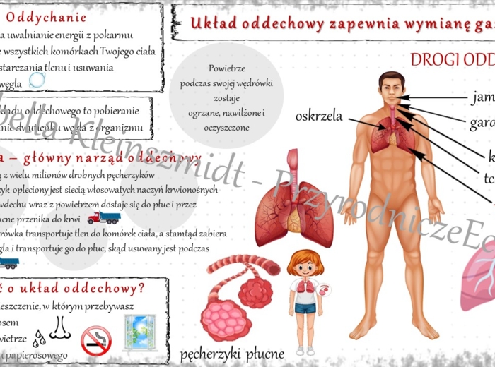 Sketchnotka „.Układ oddechowy zapewnia wymianę gazową” w power point do edycji, PRZYRODA do klasy 4 – dział IV „Odkrywamy tajemnice ciała człowieka”