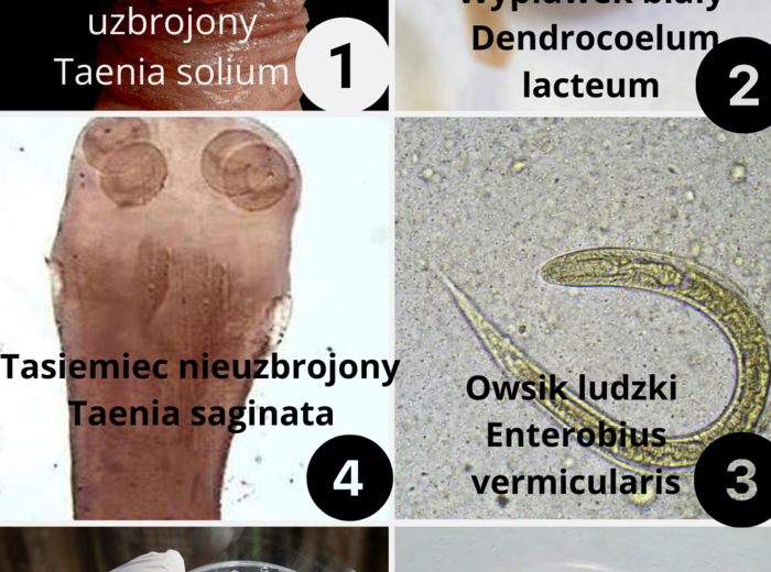 Klasyfikacja, rozróżnianie zwierząt na podstawie zdjęć pierścienice, nicienie, płazińce
