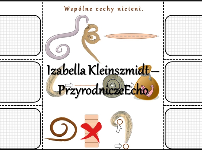 Notatka okienkowa/stacja zadaniowe/notatka interaktywna/notatka graficzna/karta pracy/sketchnotka „Nicienie - zwierzęta, które mają nitkowate ciało ”. Materiał wykonany na podstawie podręcznika z wydawnictwa Nowa Era – nowość 2024/2025. Biologia 6. Dział