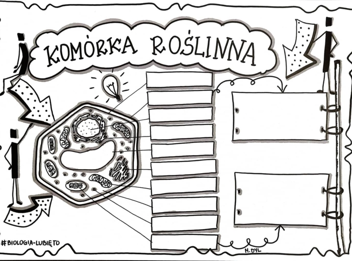 Klasa 5. Biologia. Komórka roślinna (dwie karty pracy)
