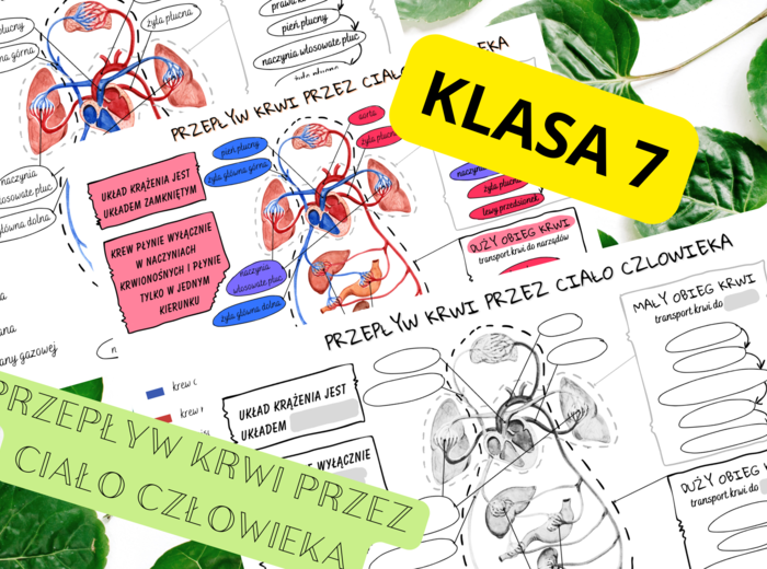 Biologia 7. Przepływ krwi przez ciało człowieka