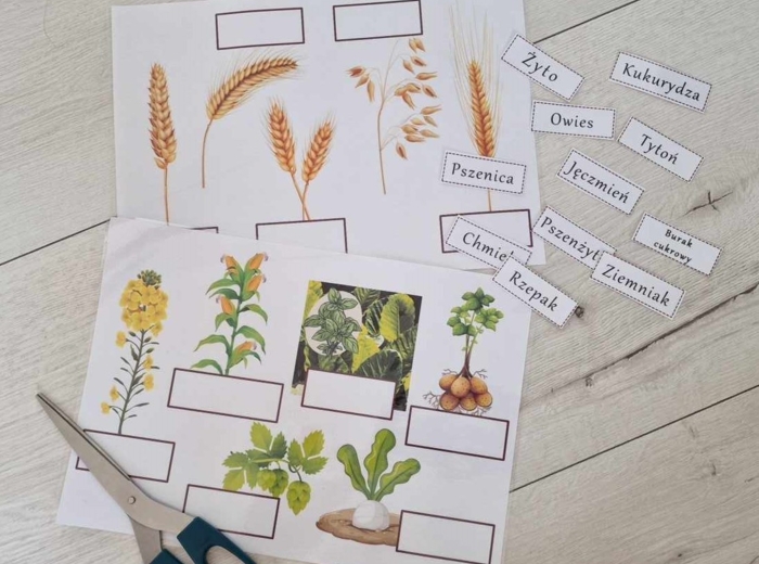 "Produkcja roślinna w Polsce/do zalaminowana/układanka/puzzle/rozmieszczenie upraw w Polsce/rozpoznawanie gatunków w pdf. „Produkcja roślinna”. Geografia 7 "Rolnictwo i przemysł Polski"