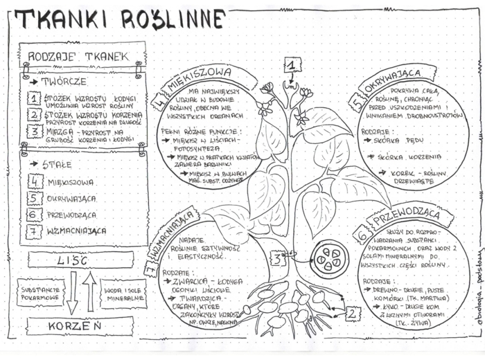 Tkanki roślinne - zestaw
