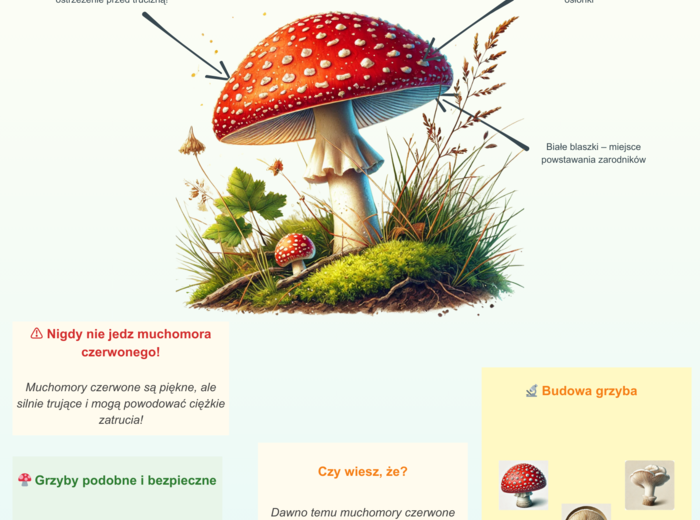 Kolorowe plansze edukacyjne. Gatunki zwierząt, roślin, grzybów, owadów.