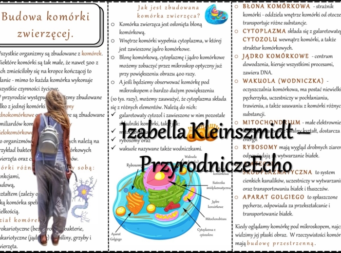 Książeczka/sketchnotka/notatka/wklejka/ściąga dla ucznia i przypomnienie dla nauczyciela/edukacja domowa. Temat „Budowa komórki zwierzęcej” w pdf. Biologia 5, dział „Budowa i czynności życiowe organizmów”. Nowość 2024/2025.