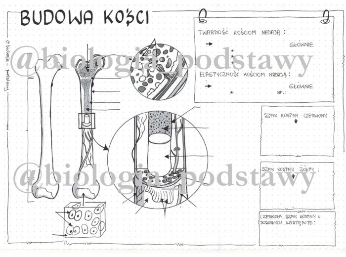 Klasa 7 - Budowa kości - sketchnotka