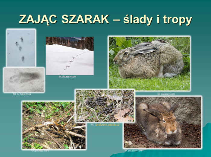 Przyroda. Dzikie zwierzęta