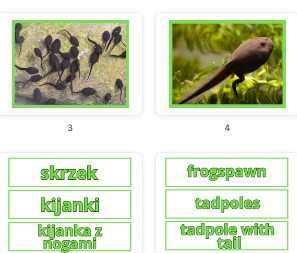 Frog life cycle- Cykl życia żaby