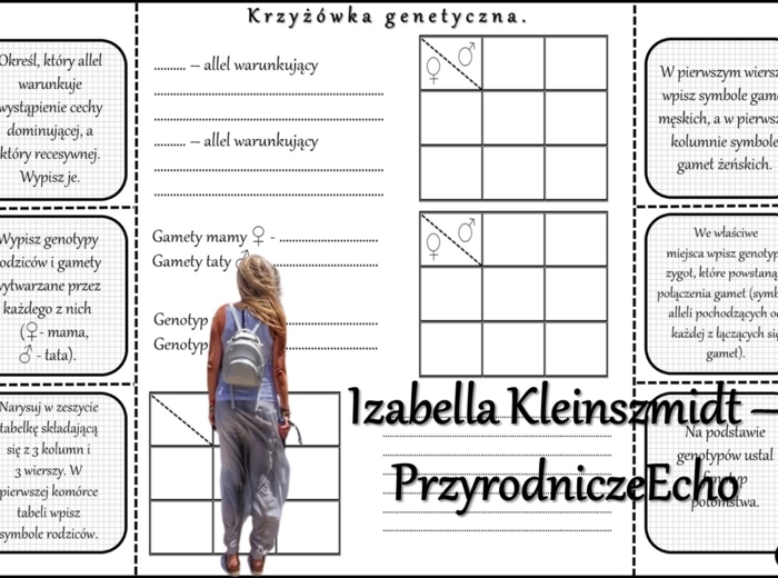 Notatka okienkowa/stacja zadaniowe/notatka/notatka graficzna/karta pracy/sketchnotka „Dziedziczenie cech u człowieka”, „Krzyżówki genetyczne”, „Jak zapisać krzyżówkę genetyczną?” w pdf. Biologia 8 dział „Genetyka”. Materiał wykonany na podstawie podręczn