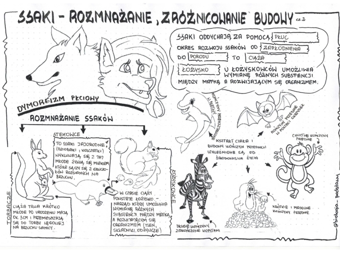 Ssaki - klasa 6 - gotowa sketchnotka