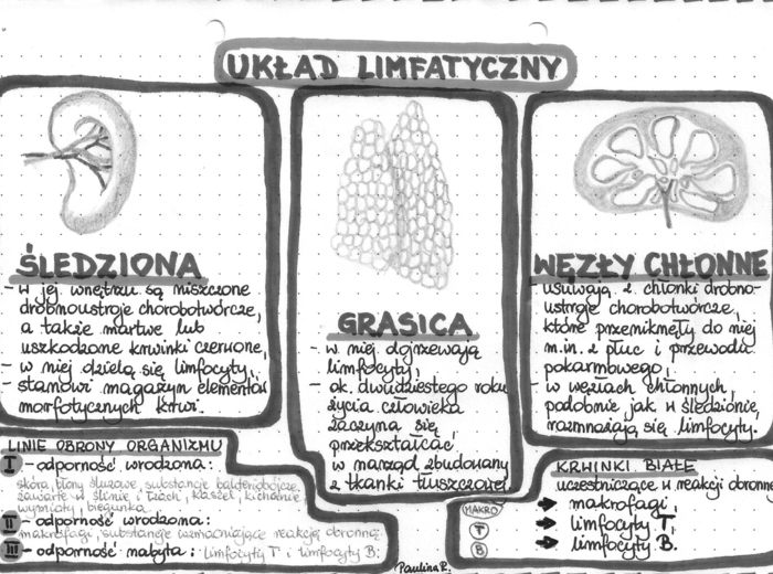 Układ limfatyczny - szarość - klasa 7