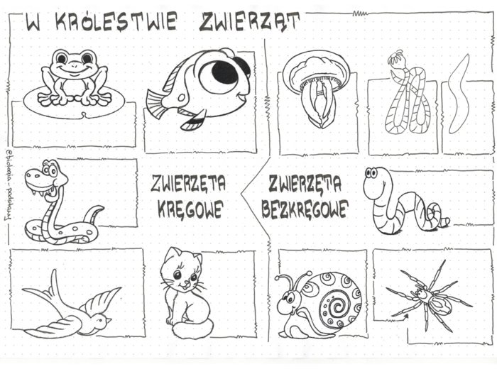 Klasa 6 - W królestwie zwierząt - sketchnotka