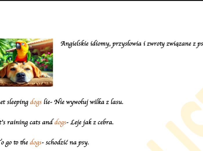 Idiomy, powiedzenia i zwroty związane z psami. DZIEŃ PSA!