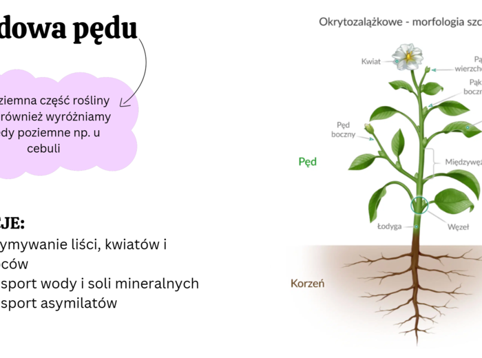 Anatomia roślin - KLASA 2 ROZSZERZENIE