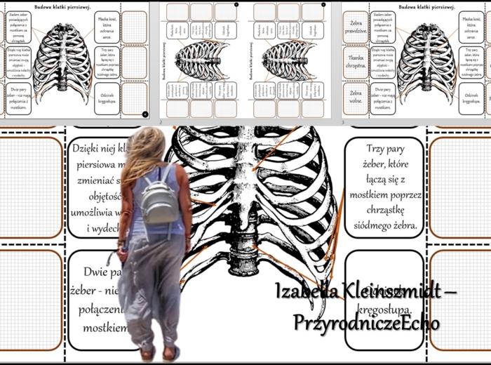 Notatka okienkowa/stacja zadaniowe/notatka interaktywna/notatka graficzna/karta pracy/sketchnotka „Budowa klatki piersiowej”, „Klatka piersiowa” w pdf. „Budowa szkieletu osiowego”. Biologia 7, dział „Aparat ruchu”. Materiał wykonany na podstawie podręczn