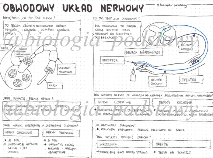 Klasa 7 - Obwodowy układ nerwowy