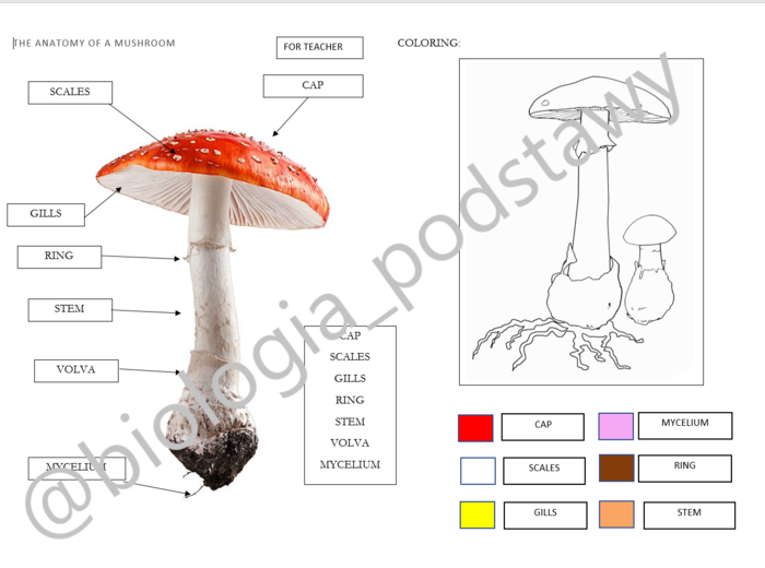 Klasa 5 - Budowa grzybów - notatka w języku angielskim