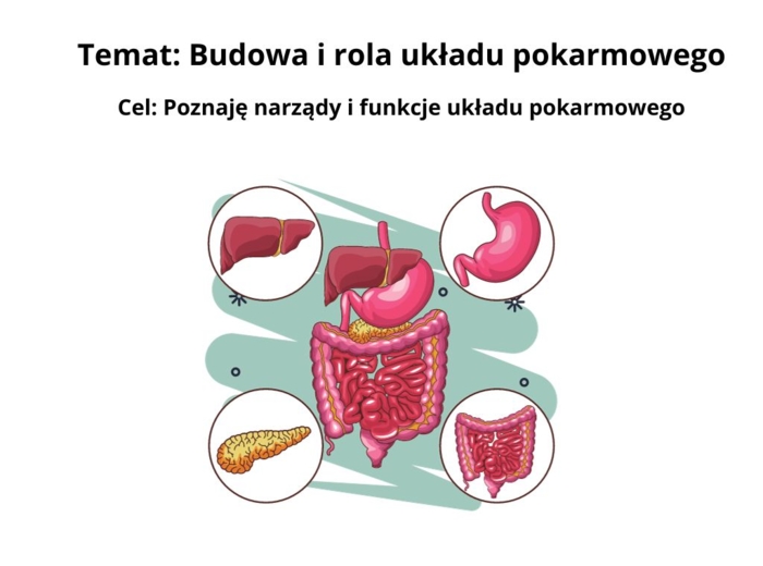 Prezentacja: Budowa i rola układu pokarmowego