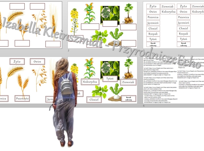 Rośliny uprawne Polski do zalaminowana/układanka/rozpoznawanie gatunków w pdf. „Produkcja roślinna”. Geografia 7 "Rolnictwo i przemysł Polski"