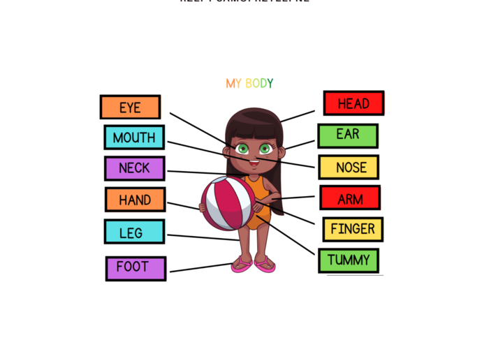 My body set - zestaw do nauki części ciała, organów oraz 5 zmysłów, CLIL