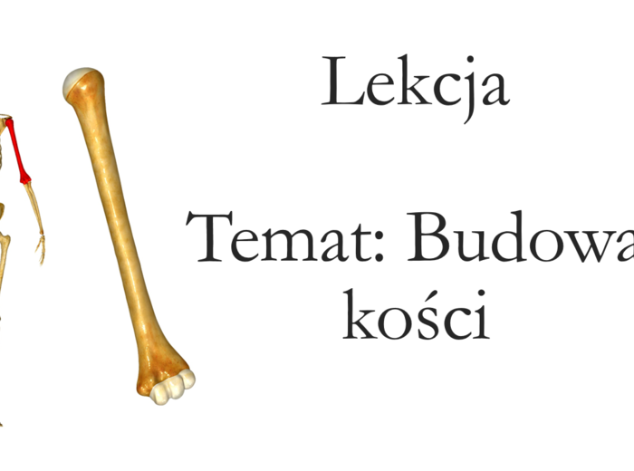 Klasa 7 - Budowa kości - prezentacja