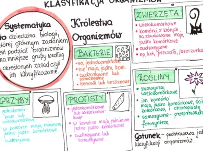Klasyfikacja organizmów (sketchnotka)