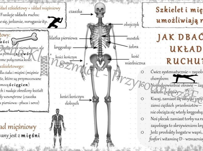 Sketchnotka „.Szkielet i mięśnie umożliwiają ruch” w power point do edycji, PRZYRODA do klasy 4 – dział IV „Odkrywamy tajemnice ciała człowieka”