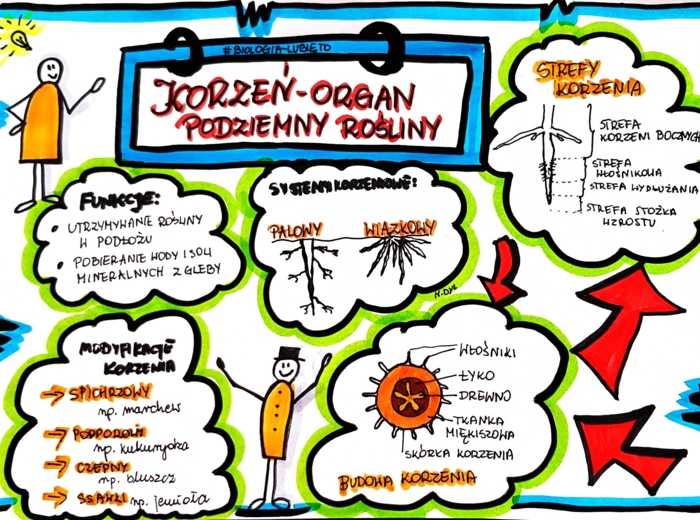 Klasa 5. Biologia. Korzeń (karta pracy kolorowa)