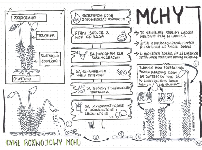 Mchy klasa 5 - Biologia