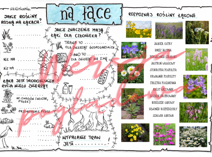 Na łące -przyroda kl. 4