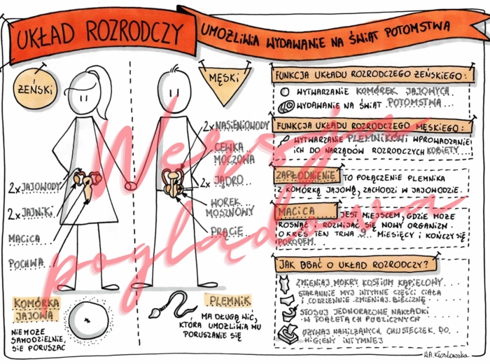Układ rozrodczy umożliwia wydawanie na świat potomstwa - przyroda kl. 4 - karta pracy wypełniona