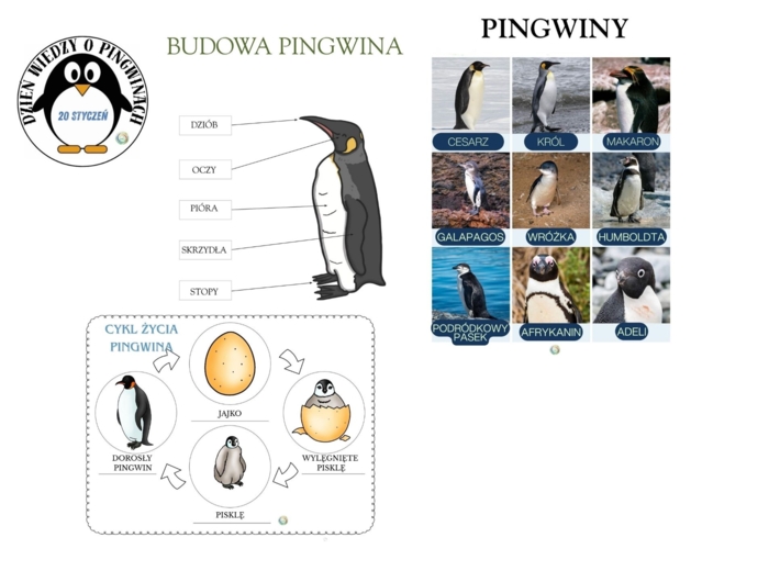 DZIEŃ WIEDZY O PINGWINACH