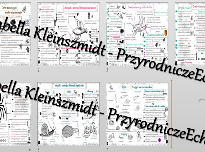 Zestaw sketchnotek – notatek do całego działu „Stawonogi i mięczaki” wykonanych w power point do edycji. Biologia 6