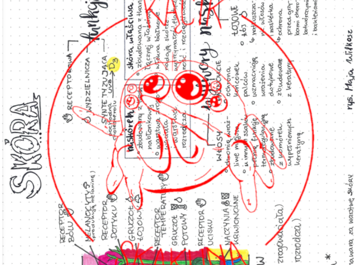 Skóra - budowa i funkcje- rysnotka / sketchnotka / infografika / notatka - BIOLOGIA