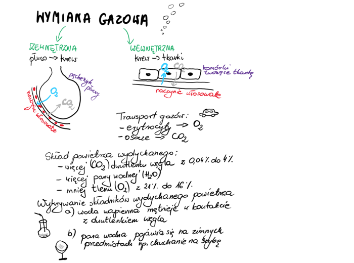 Wymiana gazowa - notatka dla ucznia