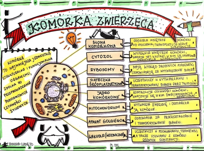 Klasa 5. Biologia. Komórka zwierzęca. (dwie karty pracy: kolorowa + do uzupełnienia)