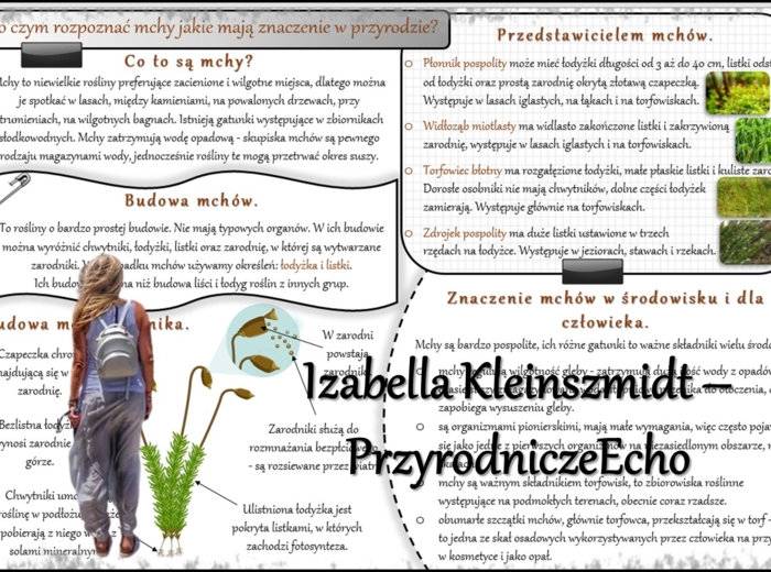 Zestaw sketchnotek/notatek/streszczeń/wklejek/ściąg dla ucznia i nauczyciela/edukacja domowa w pdf. Biologia 5 dział „Mchy. Paprotniki. Nagonasienne. Okrytonasienne”. Notatki zostały wykonane na podstawie podręcznika z wydawnictwa WSiP.