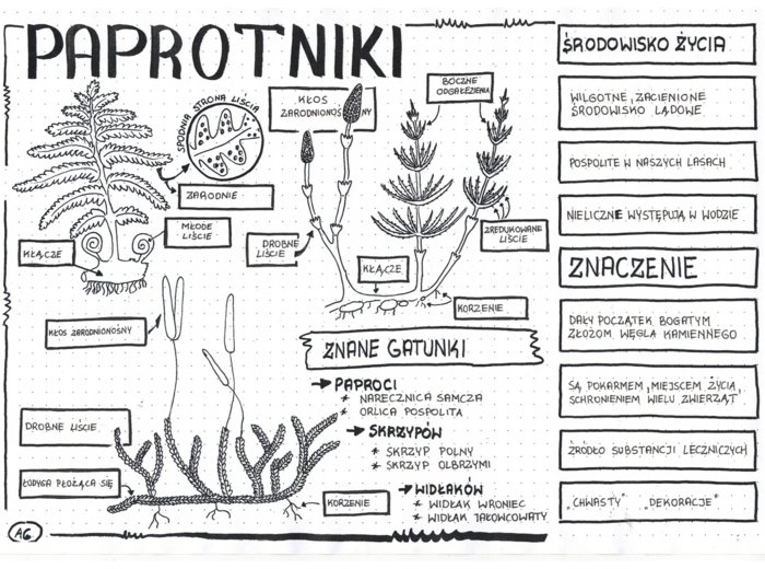 Paprotniki - klasa 5 - sketchnotka