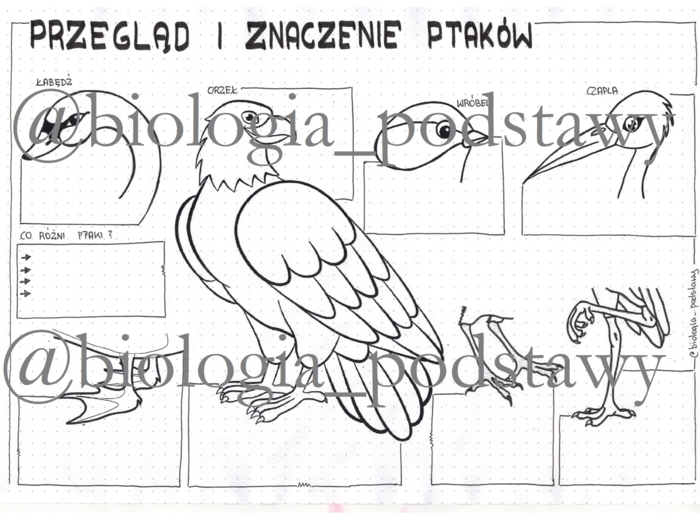 Ptaki - przegląd i znaczenie - klasa 6 - sketchnotka