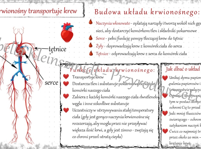 Sketchnotka „. Układ krwionośny transportuje krew” w power point do edycji, PRZYRODA do klasy 4 – dział IV „Odkrywamy tajemnice ciała człowieka”