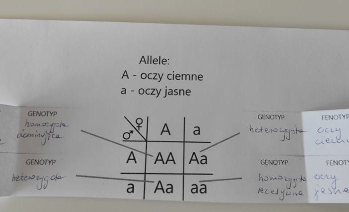 Genotyp i fenotyp - okienkowa notatka