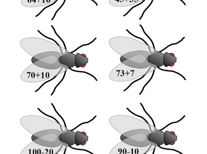 Matematyczne polowanie na muchy – gra matematyczna
