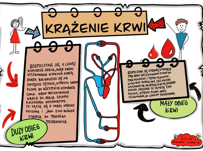 Klasa 7. Biologia. Karta pracy. Krążenie krwi (kolorowa karta pracy)